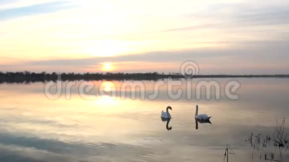 美丽的湖日出与天鹅视频的预览图