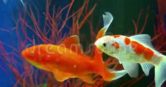 金鱼在水族馆游泳视频的预览图