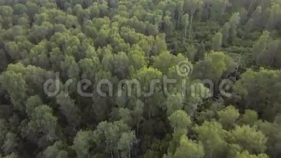 空中观景飞过森林视频的预览图