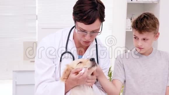微笑的女兽医检查可爱的小狗视频的预览图