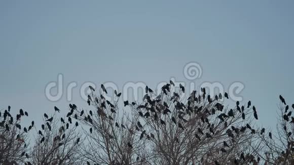 一群鸟从树上起飞一群乌鸦从黑鸟干树上起飞视频的预览图