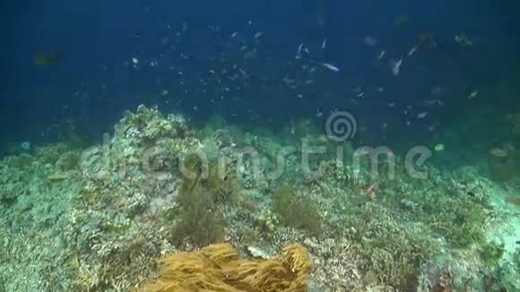 珊瑚礁与蛇鱼和鹦鹉鱼视频的预览图
