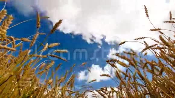 金色麦田云朵蓝天视频的预览图