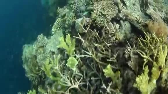 印度尼西亚的珊瑚和小鱼视频的预览图