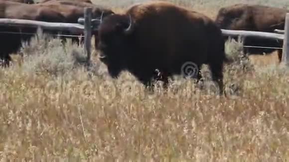 黄石公园的野牛视频的预览图