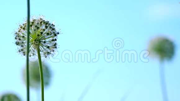 美丽的白色allium圆形地球仪形状的花朵随风飘扬视频的预览图