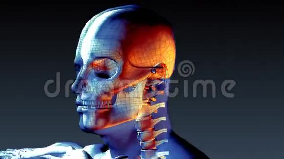 人类骨架的X射线动画视频的预览图