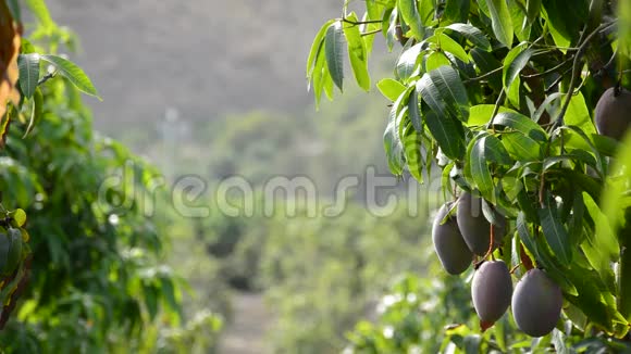 芒果热带水果挂在果树的树枝上视频的预览图