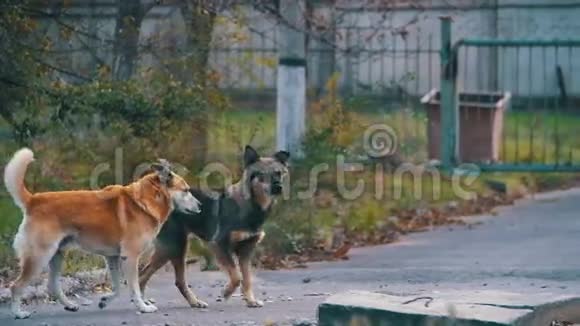 街上的无家可归的狗慢动作视频的预览图