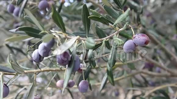 橄榄收获新采摘的不同颜色的橄榄和橄榄叶视频的预览图