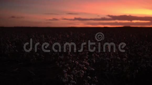 昆士兰州奥凯的棉花田视频的预览图