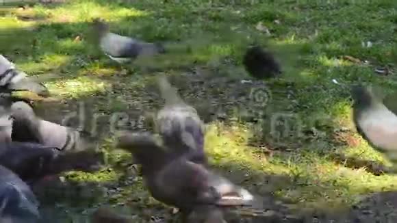 美丽的鸽子鸟在广场的草地上行走好奇的鸽子站在城市公园的草地上有趣搞笑视频的预览图