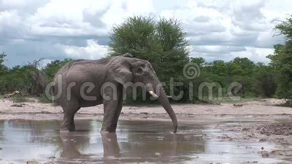 非洲博茨瓦纳热带草原野生象皮视频的预览图