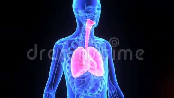 有心脏的人肺视频的预览图