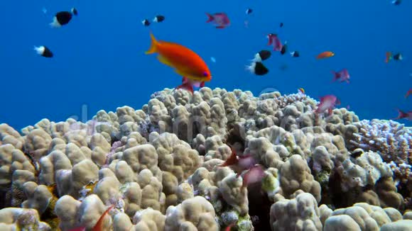 海底珊瑚礁与海洋中的热带鱼视频的预览图