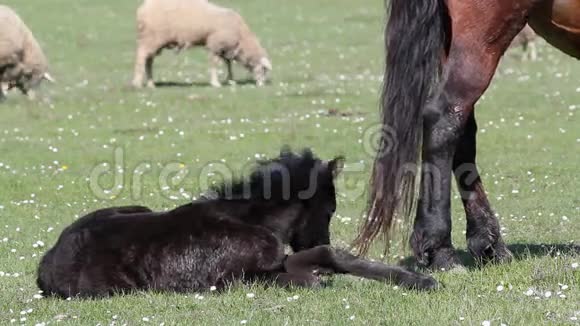 牧场上的黑驹子视频的预览图