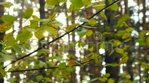 美丽的秋林伴着阳光3840x2160视频的预览图