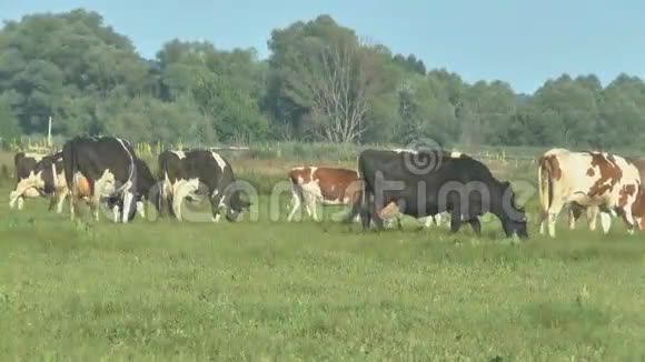 奶牛在新鲜的牧场放牧视频的预览图