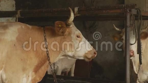 野牛放牧牧场农场农村奶牛乡村风景视频的预览图