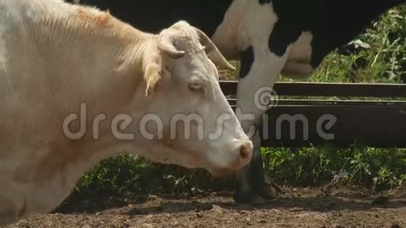 野牛放牧牧场农场农村奶牛乡村风景视频的预览图