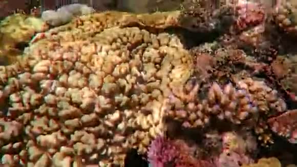 澳大利亚昆士兰大堡礁珊瑚海中的珊瑚礁上的浮潜视频的预览图
