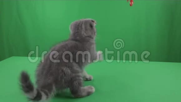 美丽的小猫苏格兰折叠绿色屏幕视频的预览图