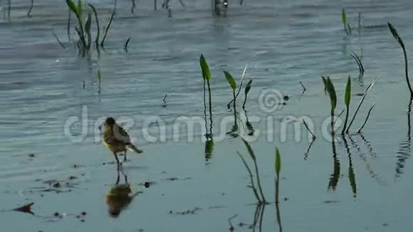 自然环境中的长尾白车尾摩西拉阿尔巴和黄车尾摩西拉黄巴附近的水超高清4k视频的预览图