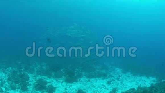 珊瑚礁上的巴拉库达斯学校4k视频的预览图