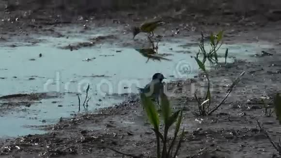 自然环境中的长尾白车尾摩西拉阿尔巴和黄车尾摩西拉黄巴附近的水超高清4k视频的预览图