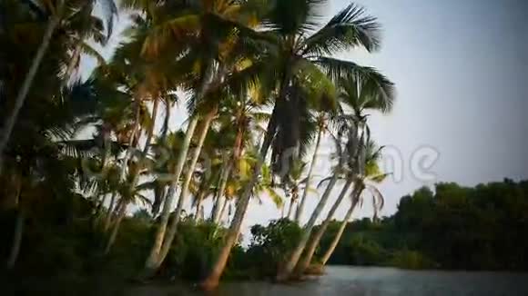 棕榈树和天空日落视频的预览图
