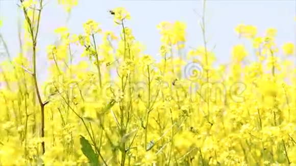 蜜蜂和黄花视频的预览图