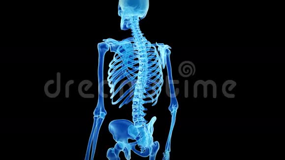 人体骨骼视频的预览图