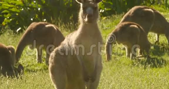 袋鼠瓦拉比有袋动物吃澳大利亚视频的预览图