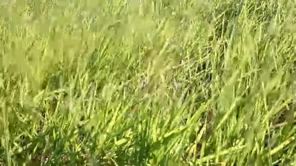 绿色的草地背景视频的预览图