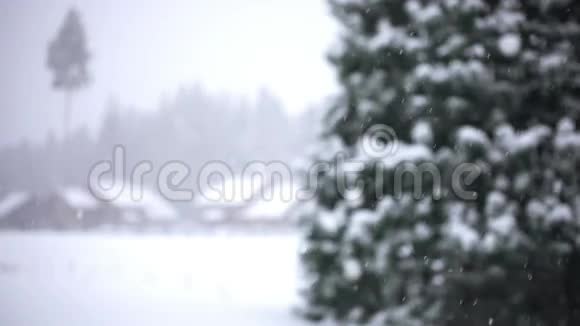 冬天的树木覆盖着新鲜的雪视频的预览图