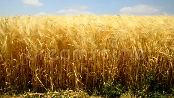 大麦地在金色的夏光中视频的预览图