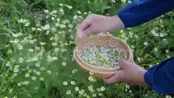 卡莫米莱草本植物采摘视频的预览图