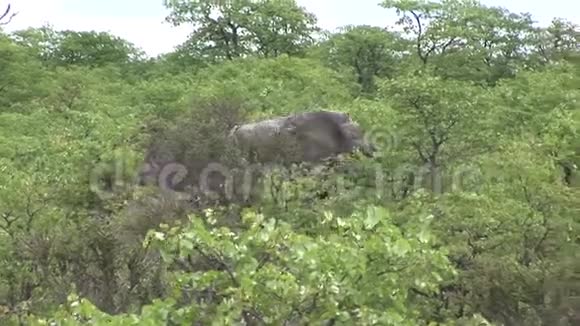 非洲博茨瓦纳热带草原野生象皮视频的预览图