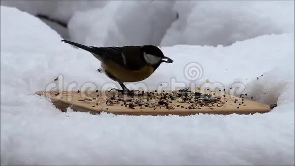 冬季为野生鸟类提供食物视频的预览图