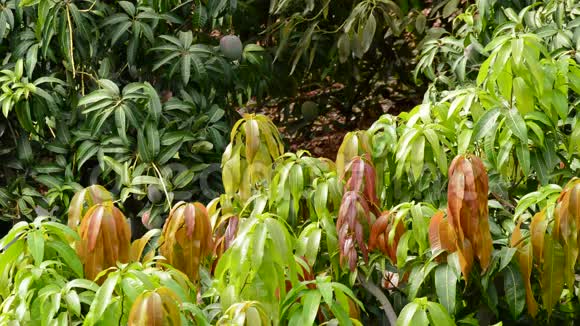 种植园的芒果热带果树叶子视频的预览图