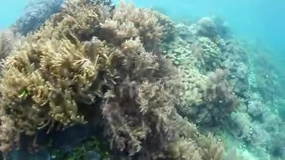 美丽的珊瑚礁在拉贾安帕特视频的预览图