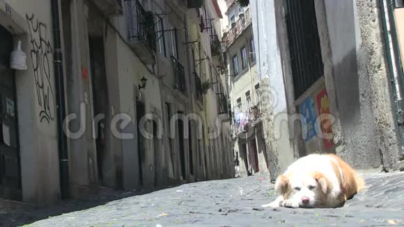 葡萄牙里斯本市中心的狗视频的预览图