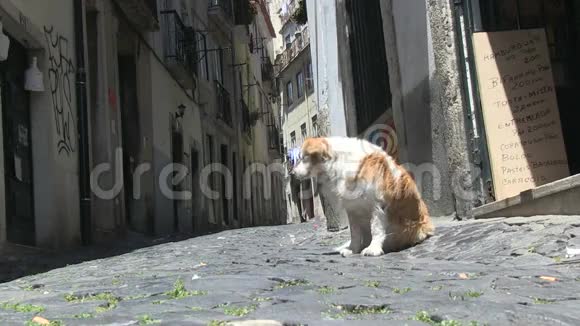 葡萄牙里斯本市中心的狗视频的预览图
