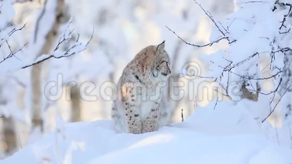 在寒冷的冬天森林里的幼猫视频的预览图