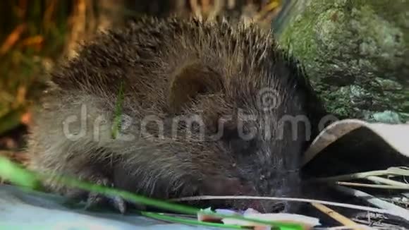 自然界中的甜刺猬在花园里觅食超高清4k实时视频的预览图