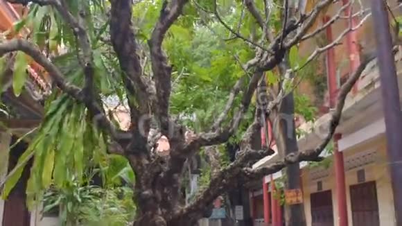 越南芽庄龙子宝塔视频的预览图