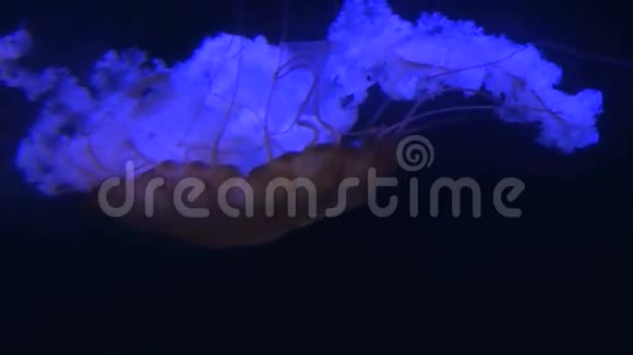 摄像机追踪巨大的发光水母在黑暗的水中视频的预览图