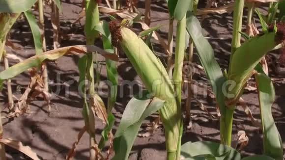 玉米田玉米运动农场稳定农业绿草农业美国自然视频美国玉米农场视频的预览图