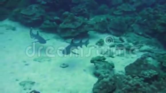 白尖礁鲨鱼在石礁上搜索食物视频的预览图