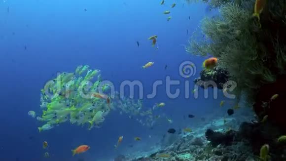 海礁上黄色热带鱼群视频的预览图